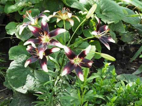 virág 25; Lilium Netty's Pride