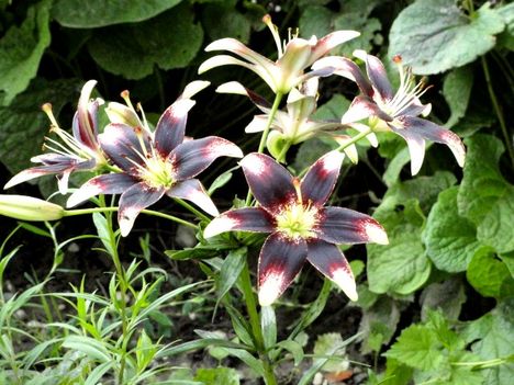 virág 2; Lilium Netty's Pride