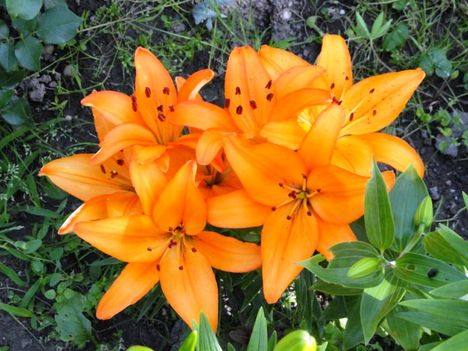 virág 2; Lilium Orange