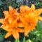 virág 2; Lilium Orange
