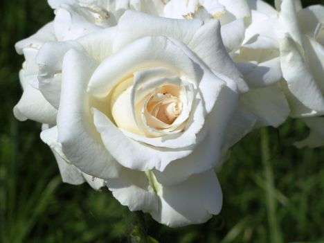 virág 3; Rosa Virgo Th.