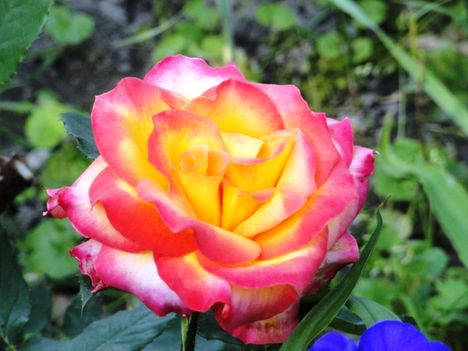 virág 4; Rosa Double Delight