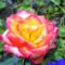 virág 4; Rosa Double Delight