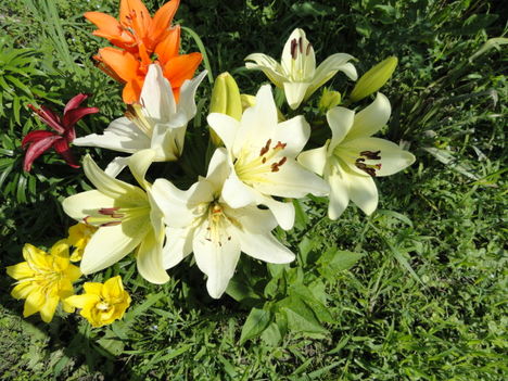 virág 5; Liliomok egy csoportja