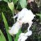 virág 6; Iris Barbata Eliator Mode Mod