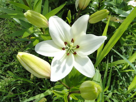 virág 6, Liliom  White