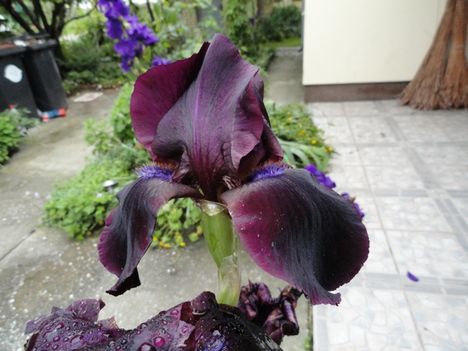 virág 8; Iris Germanica Night Side ; Éjfekete