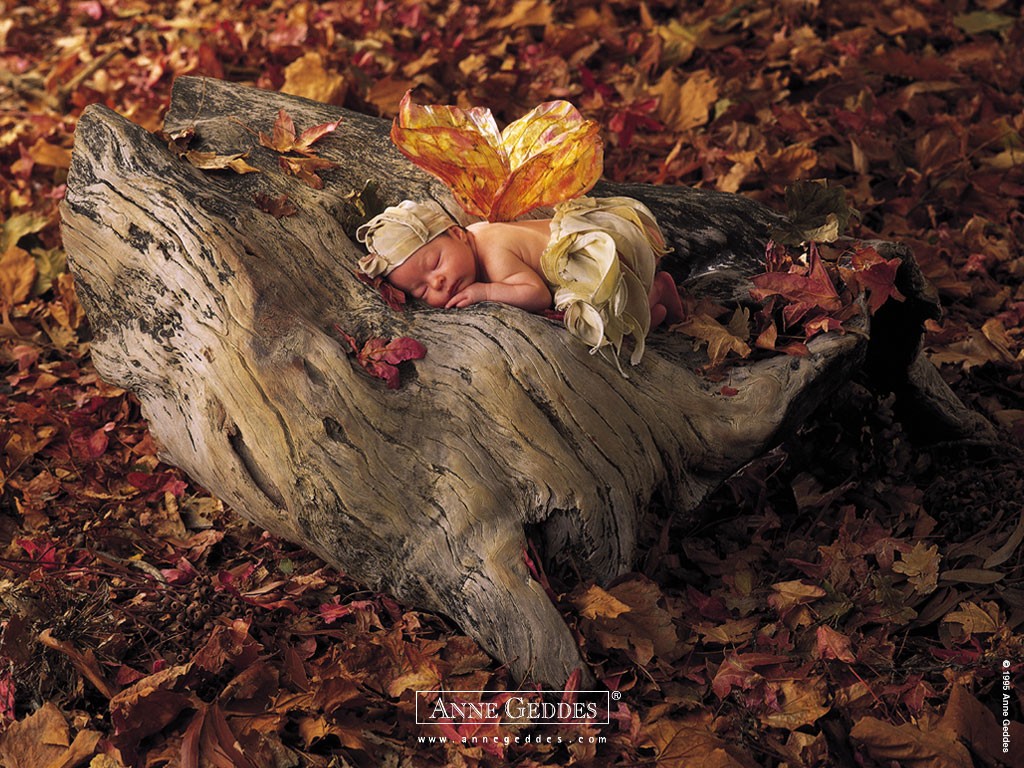 Imagenes de bebes de Anne Geddes, bellisimas. Imagenes de bebes de Anne Geddes, bellisimas.