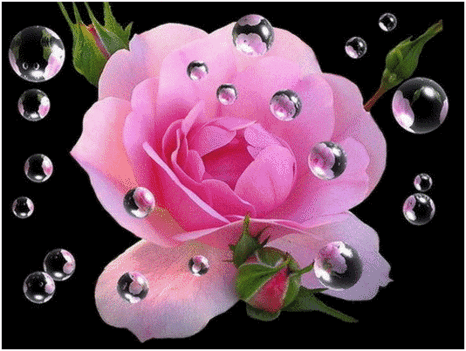 ciklámen rózsa buborékokkal