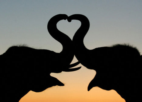 elefánt szerelem