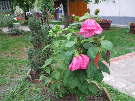 esőverte hibiszkusz