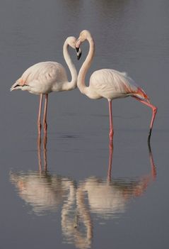 flamingó szerelem