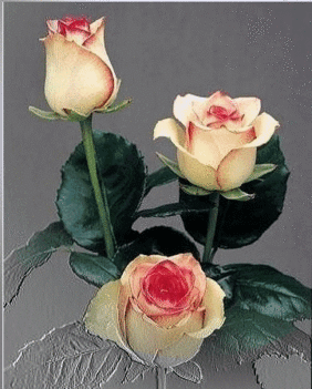 három halvány rózsa bimbó