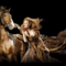 lovas kép 15