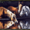 lovas kép 2