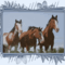 lovas kép 6