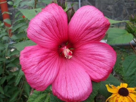 napsütötte hibiszkusz 1