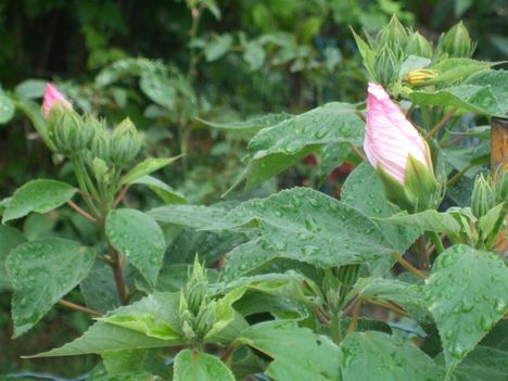 rózsaszin hibiszkusz még csak bontogatja bimbóit