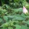 rózsaszin hibiszkusz még csak bontogatja bimbóit