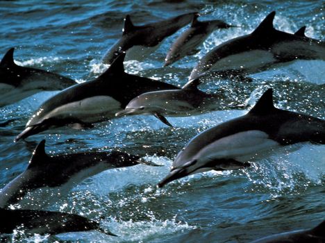 Szirti delfincsalád