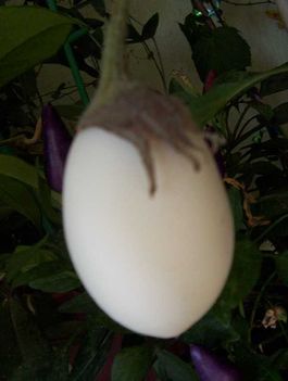 tojásfa termése
