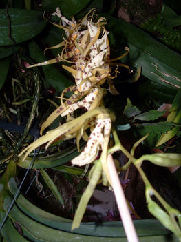 Brassavola Orchidea