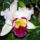 Cattleya_orchidea-002_120749_44418_t