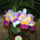 Cattleya_orchidea-003_120751_59794_t
