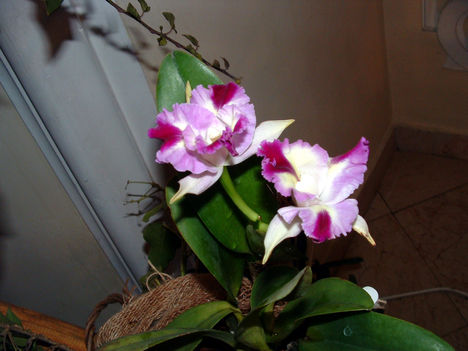 Cattleya Orchidea