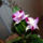 Cattleya_orchidea-004_120754_39523_t