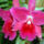 Cattleya_orchidea-005_120790_20347_t