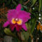 Cattleya Orchidea