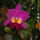Cattleya_orchidea_120746_20038_t