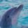 Delfin_1020787_4290_t