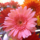 Gerbera_csokor_1200208_4242_t