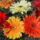 Gerbera_csokor_2_1200209_1891_t