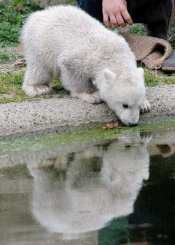 Knut, jegesmedvebocs