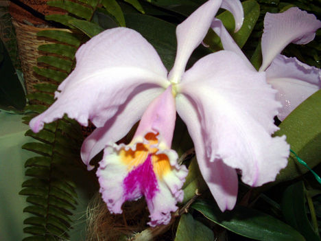 Laelia Orchidea