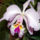 Laelia_orchidea-001_120792_27944_t