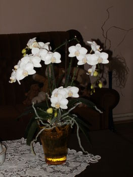 legszebb orchideám