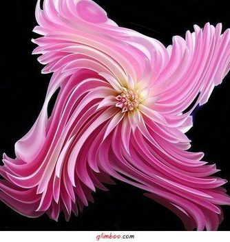 lilatekeredővirág