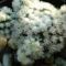 Mammillaria gracilis cv.Arizona