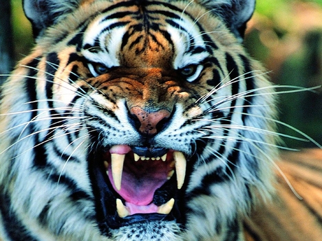 Mérges Tigris