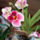 Miltonia_orchidea-001_120770_94564_t