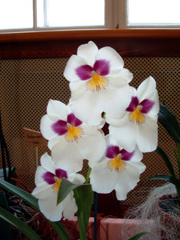 Miltonia Orchidea