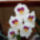 Miltonia_orchidea-002_120771_89081_t