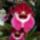 Miltonia_orchidea-003_120782_44003_t