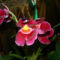 Miltonia Orchidea
