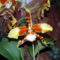 Odontoglossum Orchidea