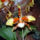 Odontoglossum_orchidea-001_120800_14071_t